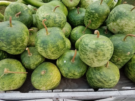 Apple Gourds