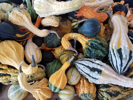 Small Gourds