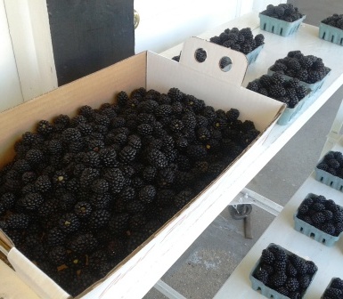 5lbs of blackberries