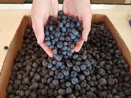 10 pounds of blueberries