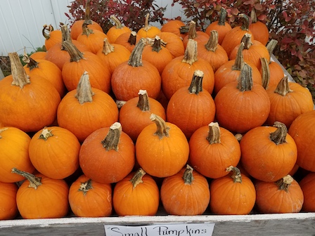 Small Pumpkins