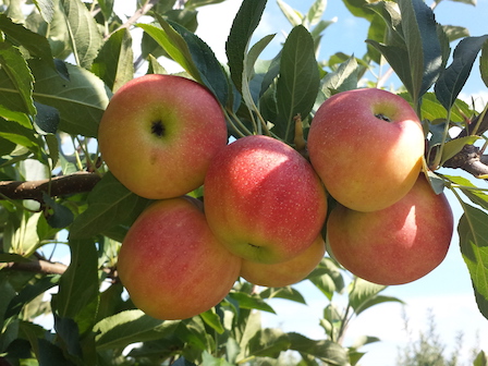 MacIntosh Apples 1 quart – Lyons Fruit Farm and Market