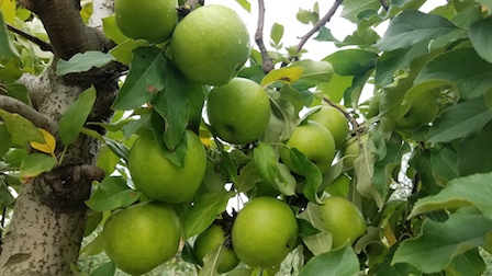 Granny Smith Apples - 6ea - Teddy Bear Fresh Produce