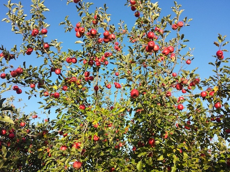 Pink Lady Apples