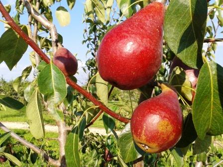 Red Bartlett Pears Information and Facts