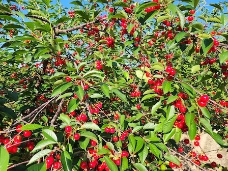 Pie cherries on the tree