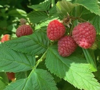 Close up of raspberries
