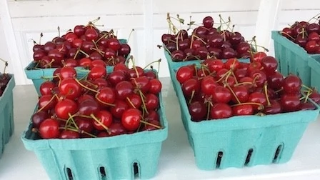 Quarts of pie cherries
