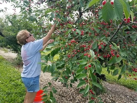 Picking Pie cherries