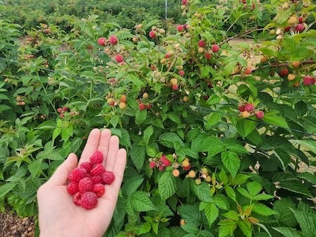 Picking raspberries