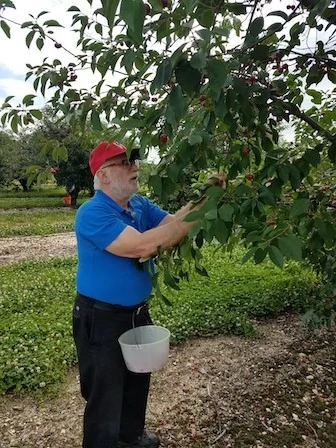 Picking pie cherries