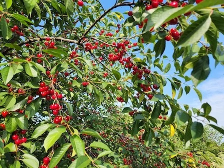 Pie cherries