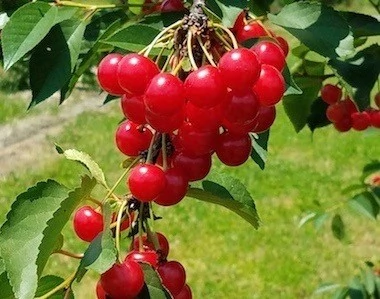 Pie cherries