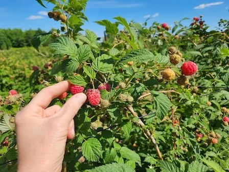 Picking raspberries