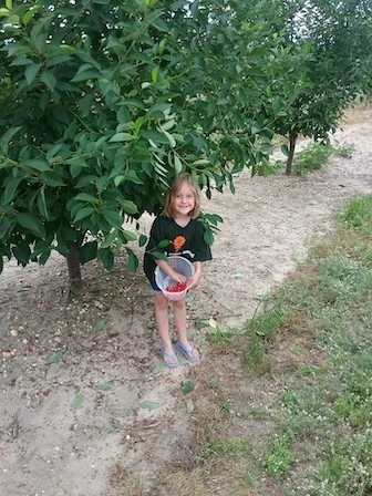 you pick pie cherries