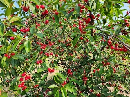 Pie cherries
