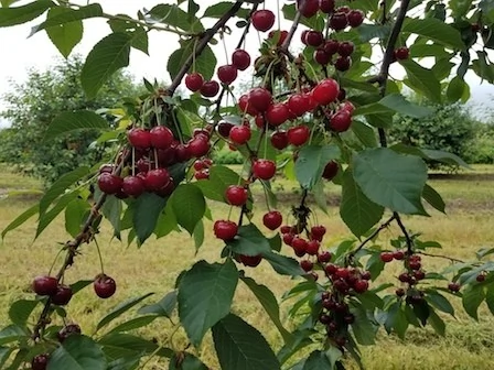 Hungarian Pie Cherries